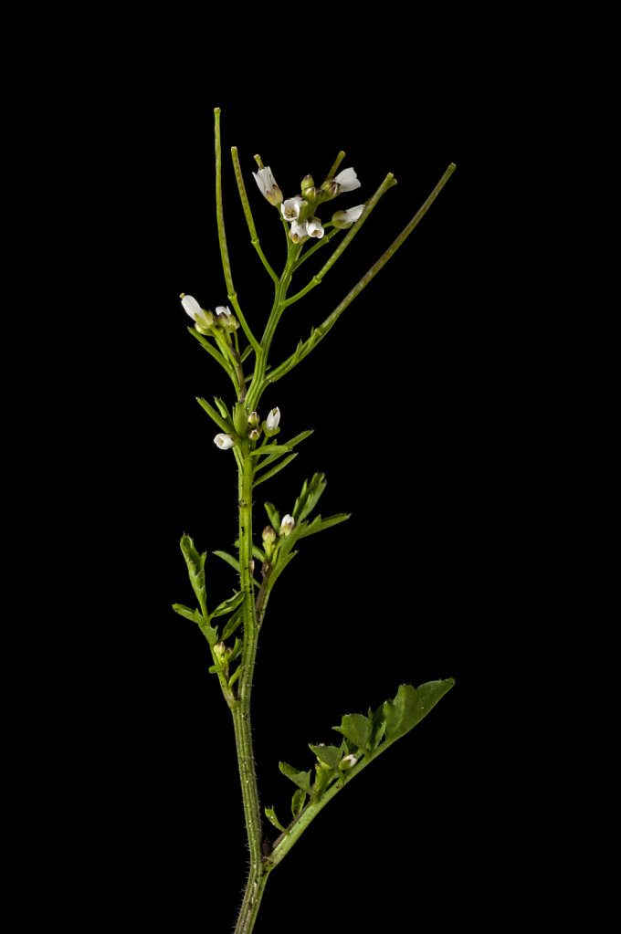 Hairy bittercress (Cardamine hirsuta)