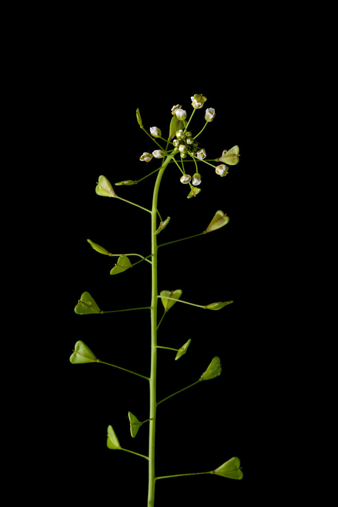 Shepherd's-purse (Capsella bursa-pastoris)