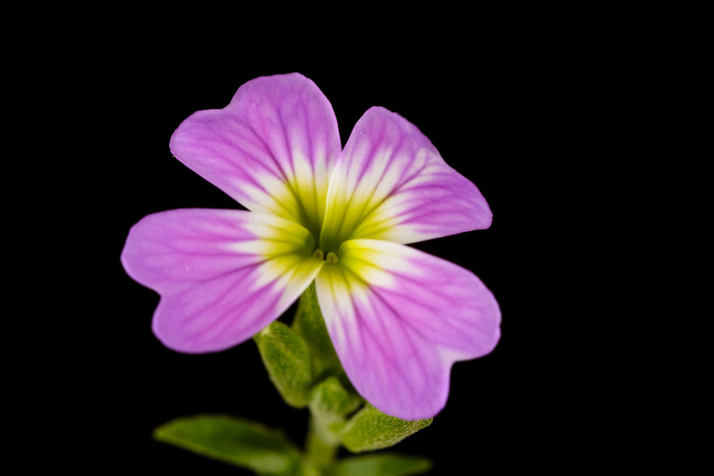 Purple rock cress (Aubrieta deltoidea)