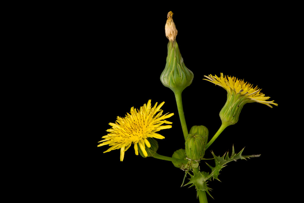 Spiny sowthistle (Sonchus asper)