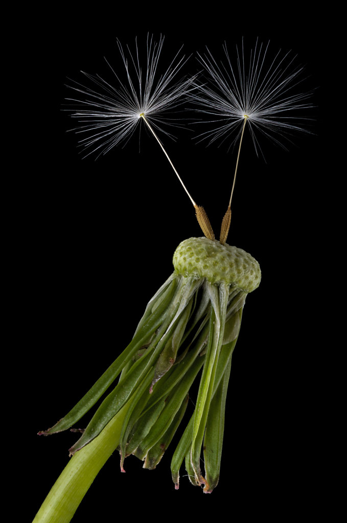 Seeds of a common dandelion (Taraxacum officinale)