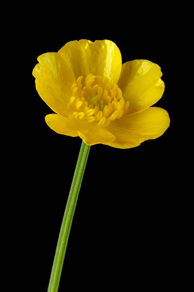 Creeping buttercup (Ranunculus repens)