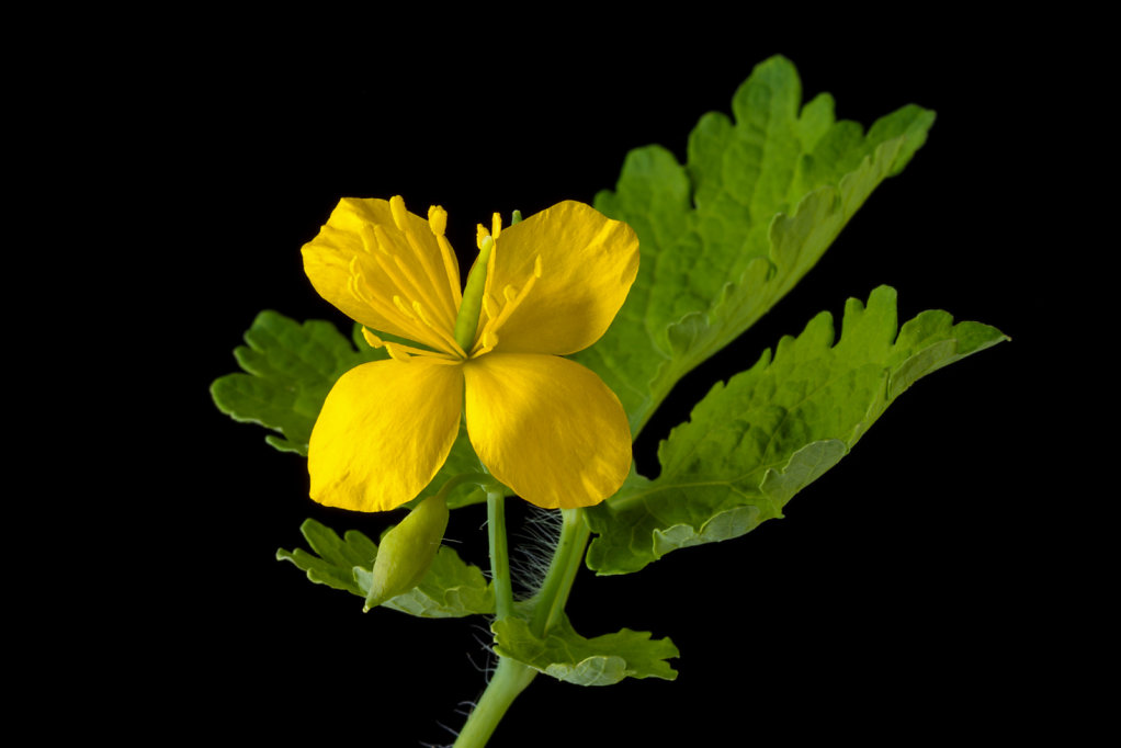 Field mustard (Brassica rapa)