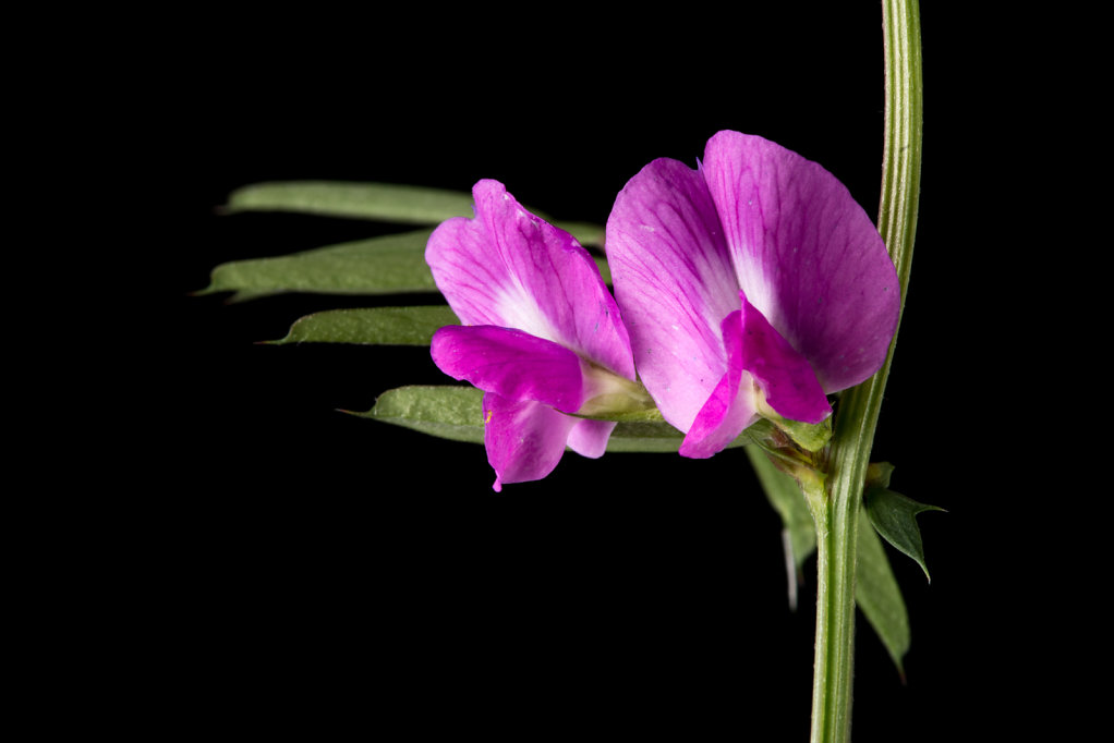 Narrow-leaved vetch (Vicia sativa ssp. segetalis)