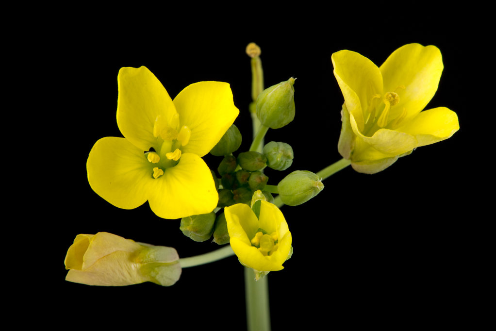 Annual wall-rocket (Diplotaxis muralis)